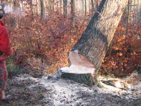 Holzeinschlag