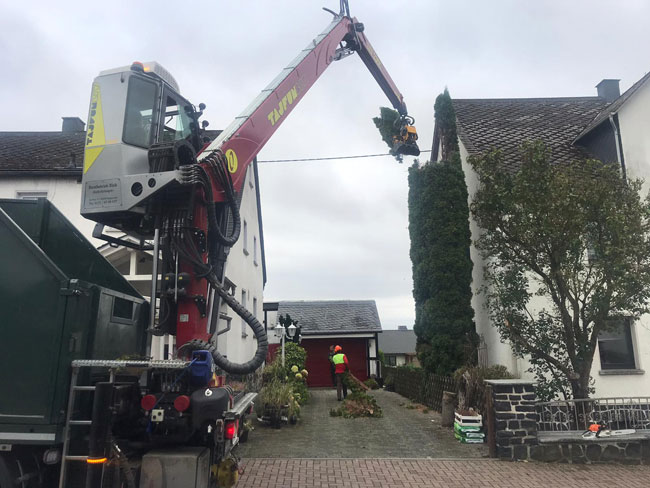 Baumfällung