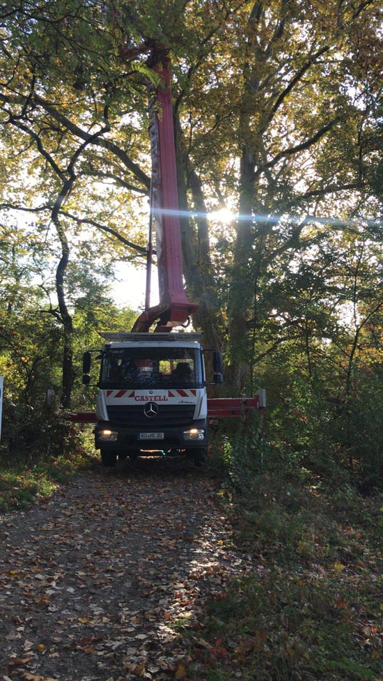 Baumpflege bis 54 m