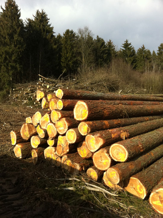 Abtrieb des Baumbestandes