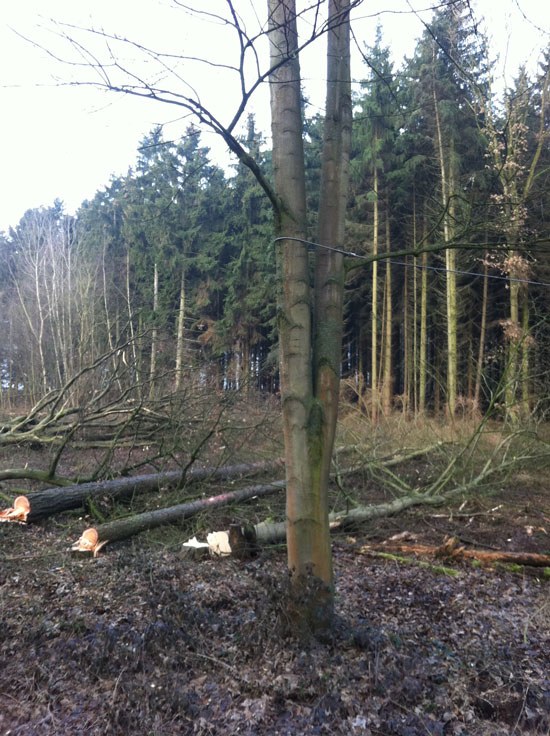 Abtrieb des Baumbestandes