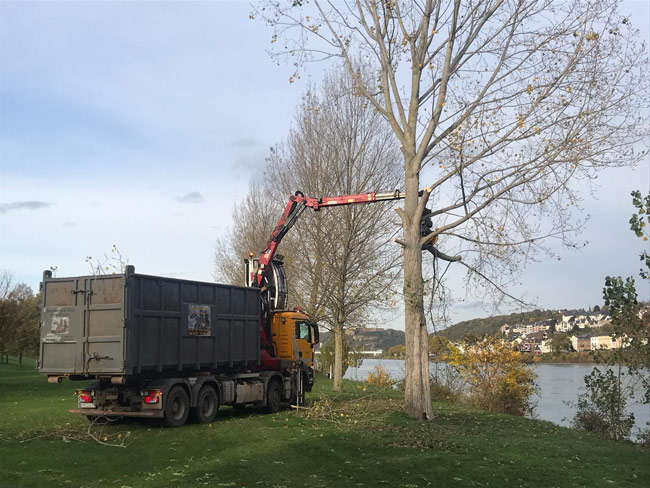 Ufergehoelzpflege Bundeswasserstraße am Rhein